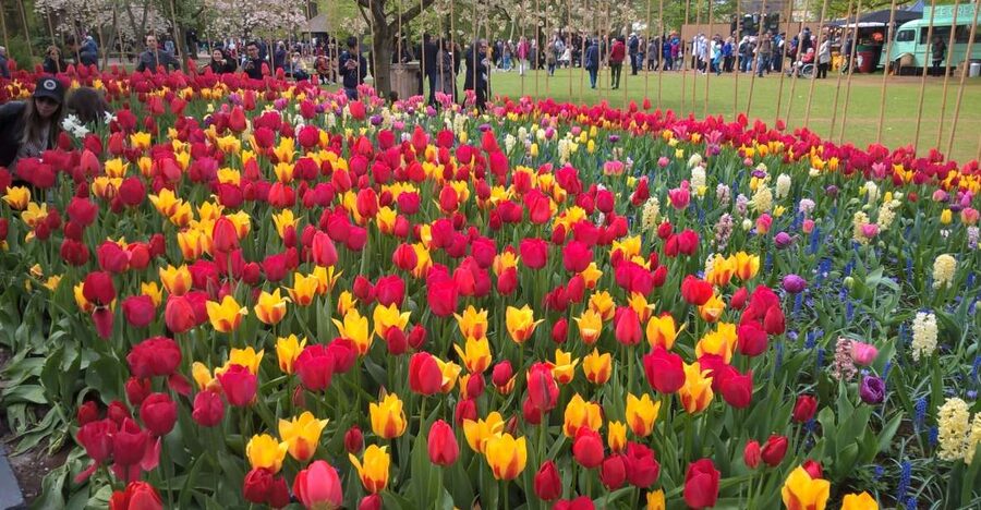 From Amsterdam: Keukenhof and Zaanse Schans Small Group Tour - Two famous Dutch stops in one day