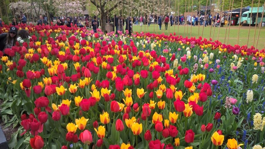 From Amsterdam: Keukenhof and Zaanse Schans Small Group Tour - The bus ride and why the route matters