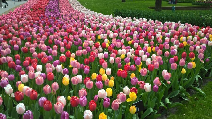 From Amsterdam: Keukenhof and Zaanse Schans Small Group Tour - Keukenhof: three hours among the tulips