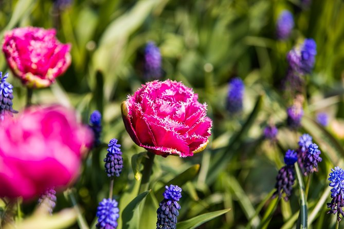 From Amsterdam: Keukenhof Gardens Ticket and Transfer - Is $41.51 a fair price?