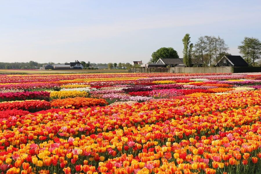 From Amsterdam: Keukenhof Gardens & Tulip Experience Tour - Key points to know