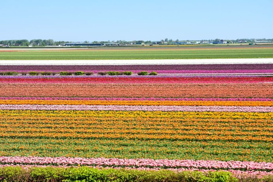 From Amsterdam: Keukenhof Gardens & Tulip Experience Tour - Tulip Experience Amsterdam: the more personal first stop