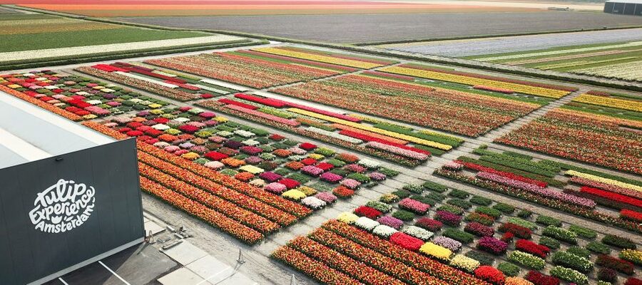 From Amsterdam: Keukenhof Gardens & Tulip Experience Tour - Keukenhof Gardens: three hours inside the flower show