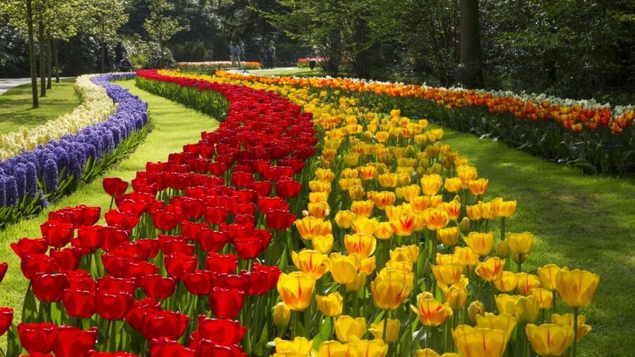From Amsterdam: Keukenhof Gardens & Tulip Experience Tour - The ride home and the value of the package