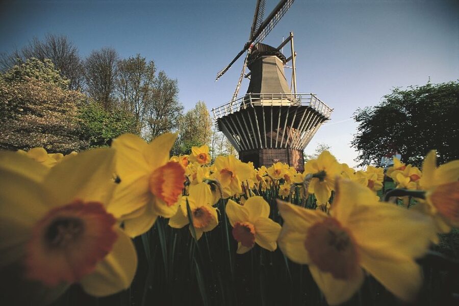 From Amsterdam: Keukenhof Gardens & Tulip Experience Tour - Timing, weather, and flower conditions