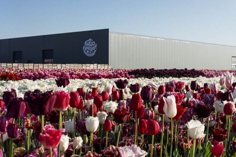 From Amsterdam: Keukenhof Gardens & Tulip Experience Tour - Should you book this Keukenhof and tulip-field tour?