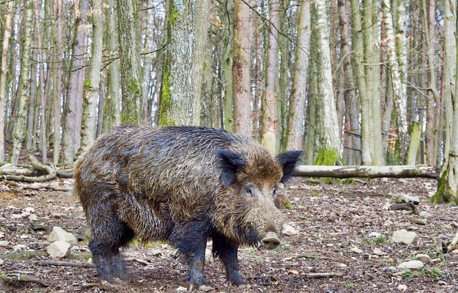 From Amsterdam: Small Group Tour NP Hoge Veluwe (Van Gogh) - Wildlife Stops across Heath and Woodland