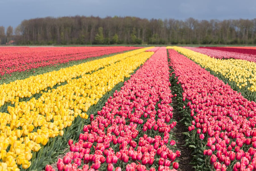 From Amsterdam: take the famous Tulip route tour - Why the Noordoostpolder route feels different