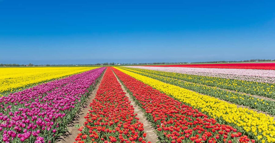 From Amsterdam: take the famous Tulip route tour - Following the 100-kilometer Tulip Route