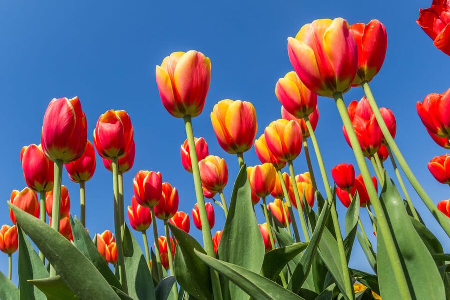 From Amsterdam: take the famous Tulip route tour - What the guides add to the day