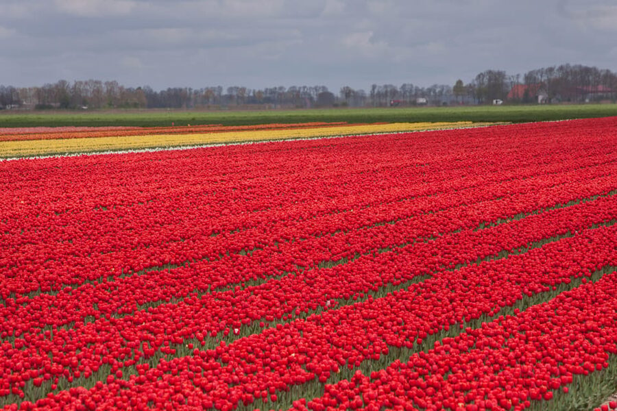 From Amsterdam: take the famous Tulip route tour - Is $152 a fair price?