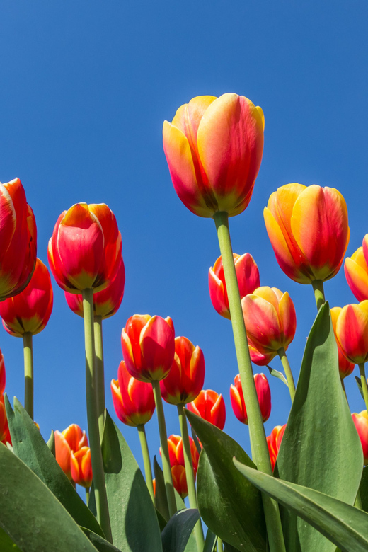 From Amsterdam: take the famous Tulip route tour - Coffee, biscuits, and a useful first break