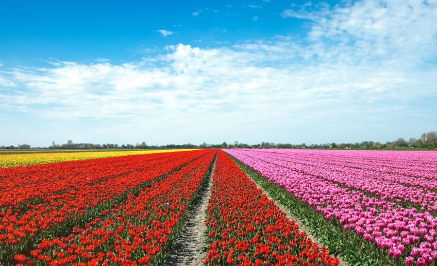 From Amsterdam: Tulip Fields of Holland Tour - Key points at a glance