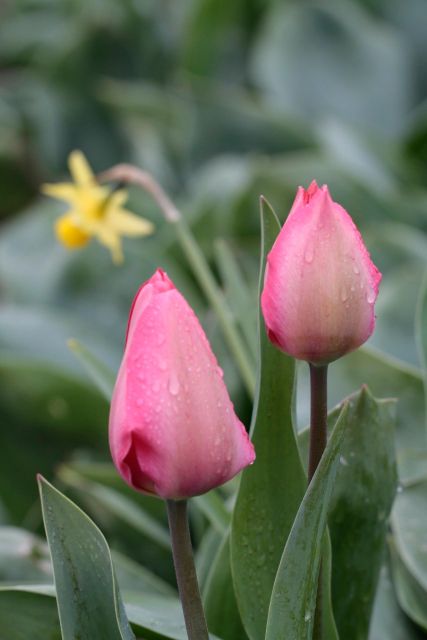 From Amsterdam: Tulip Fields of Holland Tour - Why a small van makes a difference