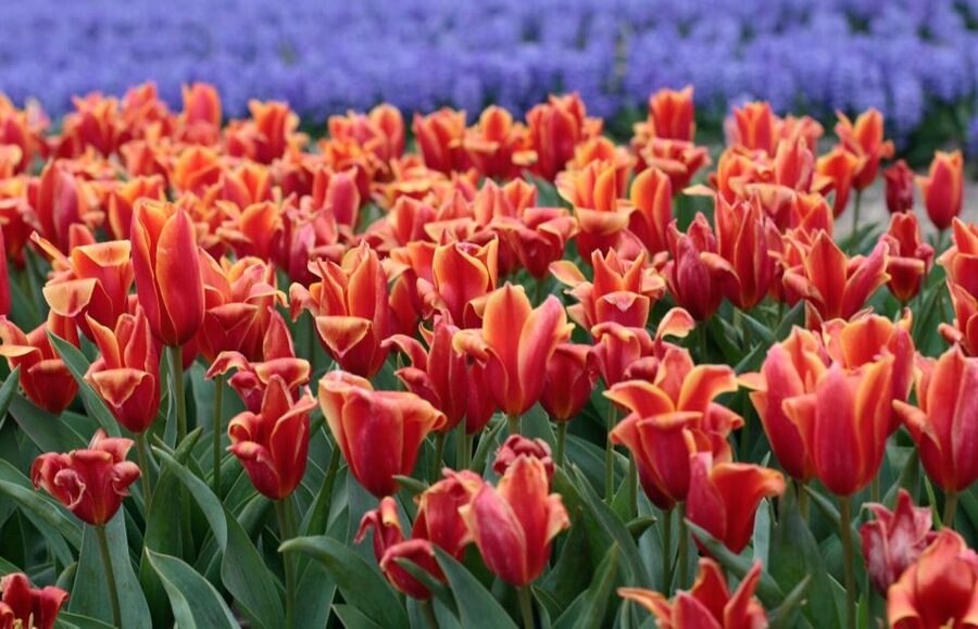 From Amsterdam: Tulip Fields of Holland Tour - De Tulperij and the tulip farmer