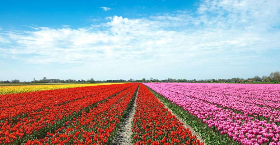 From Amsterdam: Tulip Fields of Holland Tour - Voorhout and the return through the fields