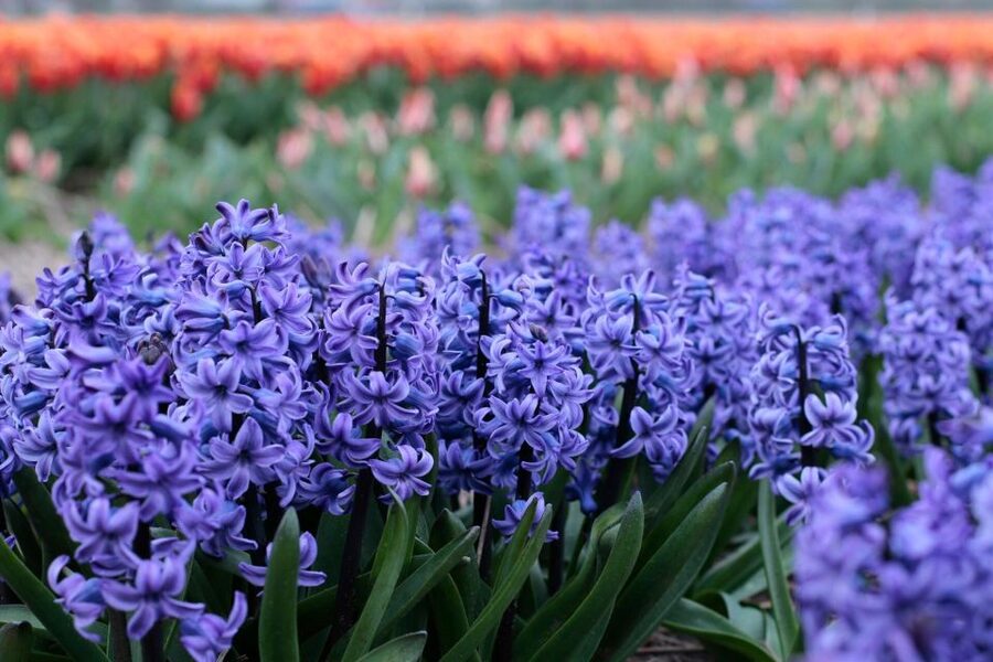 From Amsterdam: Tulip Fields of Holland Tour - The short spring season matters