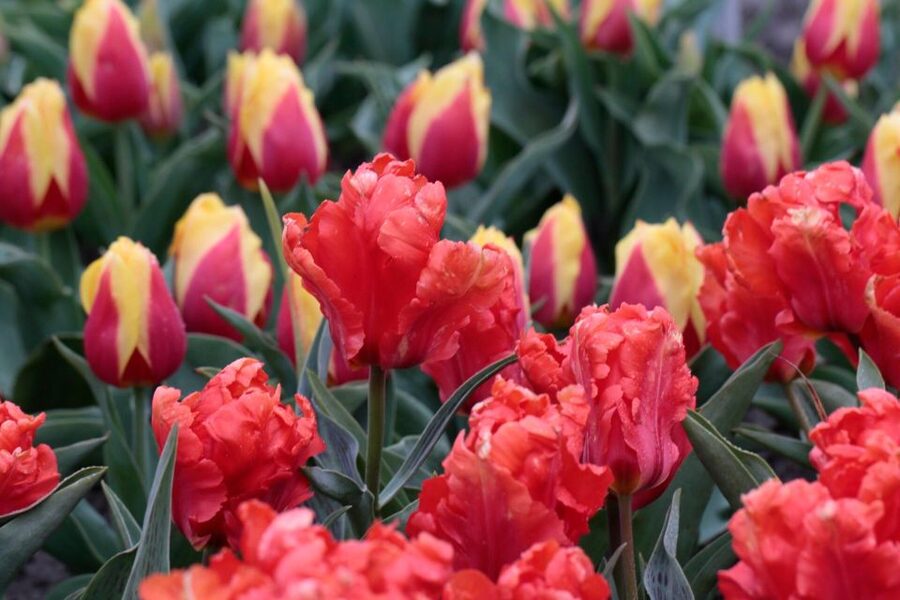 From Amsterdam: Tulip Fields of Holland Tour - Who will get the most from this tour