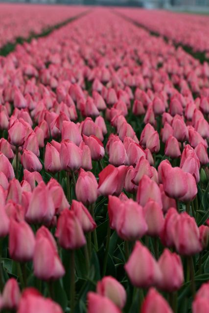 From Amsterdam: Tulip Fields of Holland Tour - Should you book it?