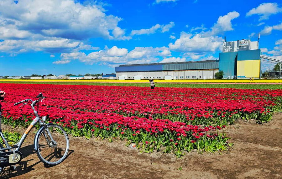 From Amsterdam: Tulip Tour Keukenhof & City Tour Delft - Who will get the most from this day