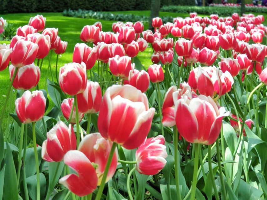 From Amsterdam: Tulip Tour Keukenhof & City Tour Delft - Why this tour works as a spring day from Amsterdam