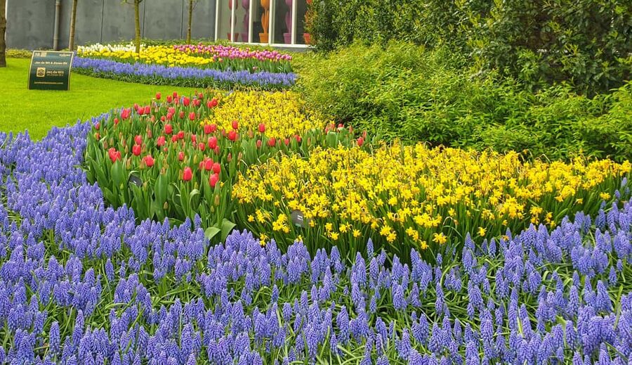 From Amsterdam: Tulip Tour Keukenhof & City Tour Delft - Entering Keukenhof before noon