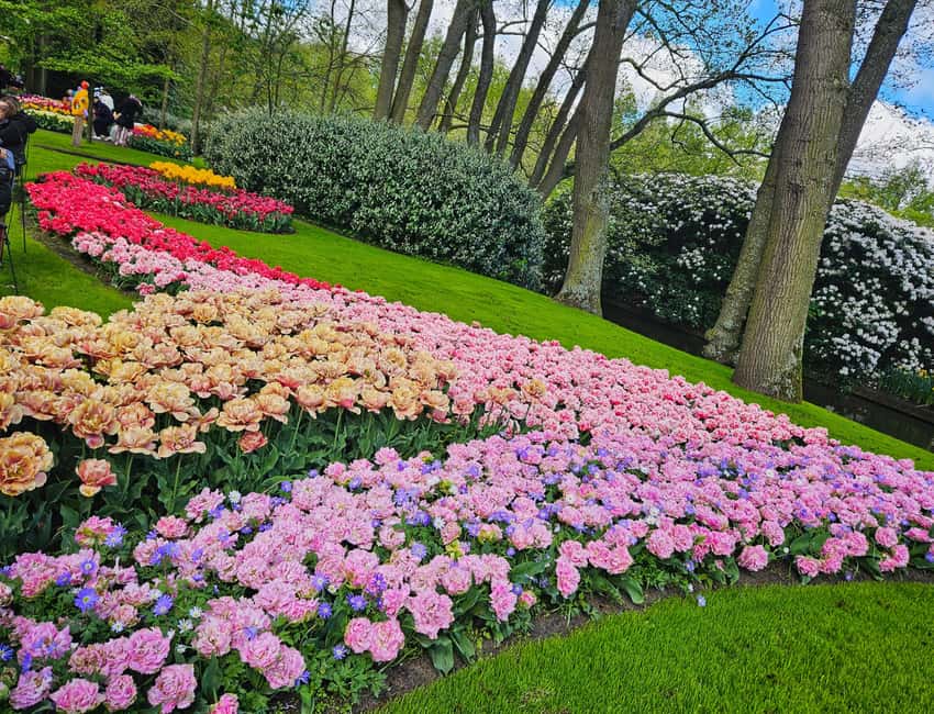 From Amsterdam: Tulip Tour Keukenhof & City Tour Delft - Lunch, photos, and free time at Keukenhof
