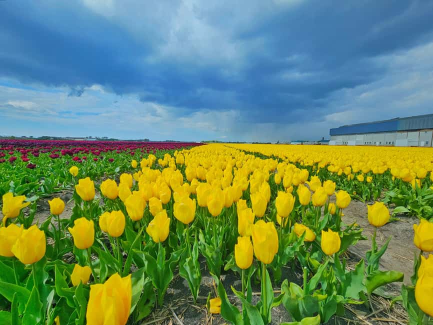From Amsterdam: Tulip Tour Keukenhof & City Tour Delft - How much time you spend on the road