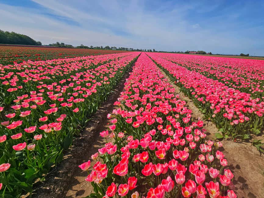 From Amsterdam: Tulip Tour Keukenhof & City Tour Delft - The journey from Amsterdam to Keukenhof