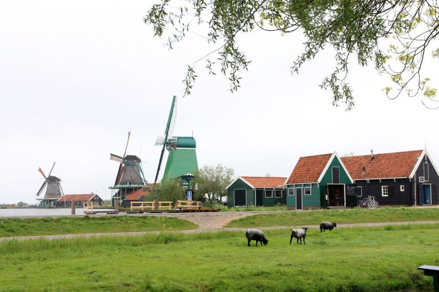 From Amsterdam: Windmills of Zaanse Schans Tour - Sampling Gouda at the cheese farm