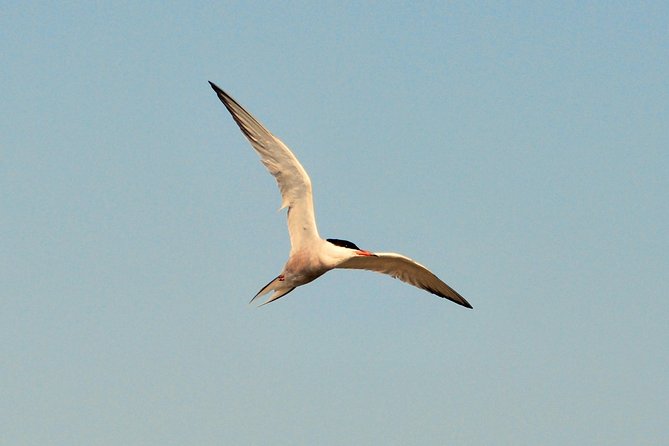Full day tour to Texel - Friesian Islands - from Amsterdam - Crossing the Wadden Sea by ferry