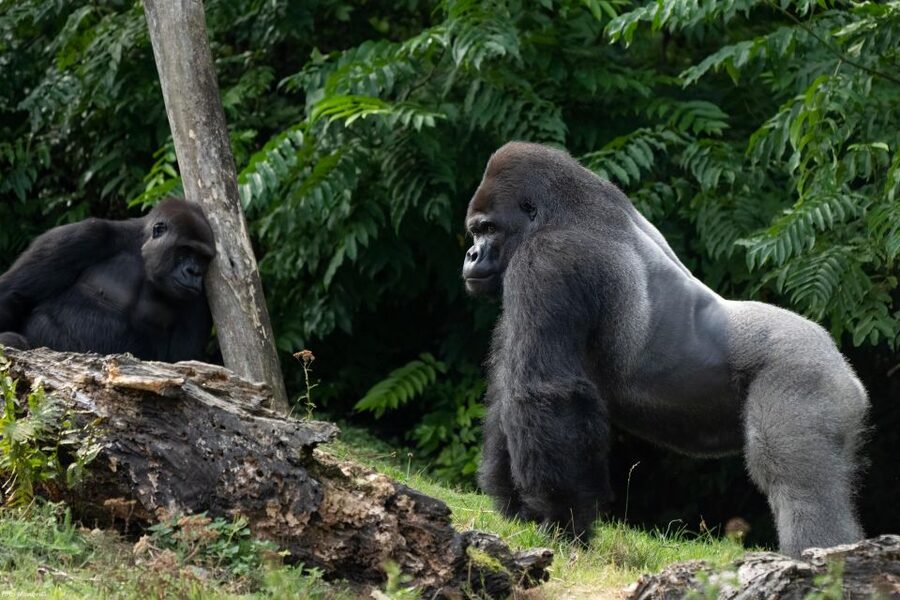 GaiaZOO Entry Ticket - Key points for your GaiaZOO day
