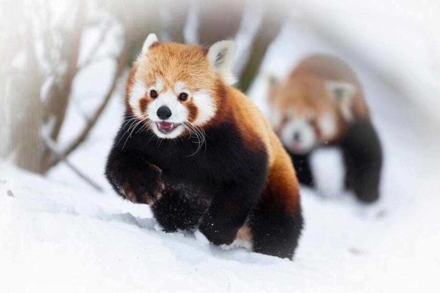 GaiaZOO Entry Ticket - See wildlife from Limburg