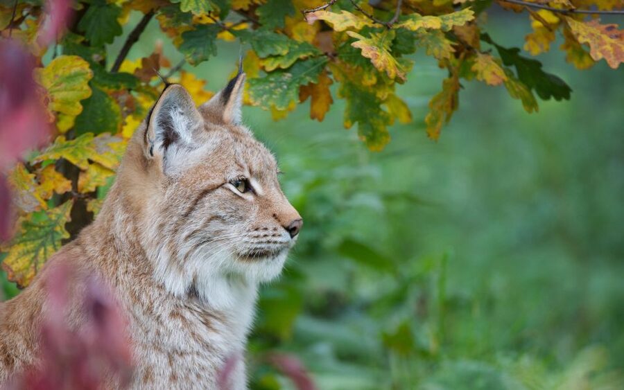 GaiaZOO Entry Ticket - Explore the South American pampas