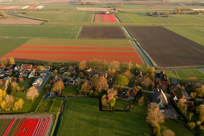 Guided Bike Tour along the Dutch Tulip Fields in Noord Holland - Tulips as a working crop, not just a pretty picture