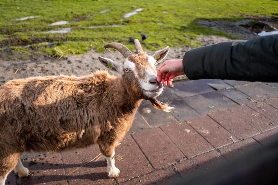 Half-Day Private Guided Sightseeing Tour of Zaanse Schans - Who will get the most from this tour