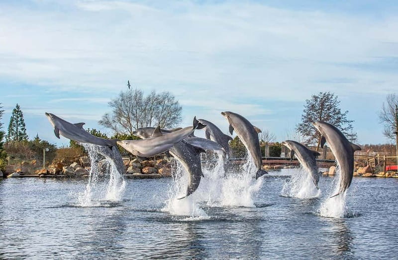 Harderwijk: Dolfinarium Entry Ticket - Dolphins, Walruses, and Sea Lions in One Day