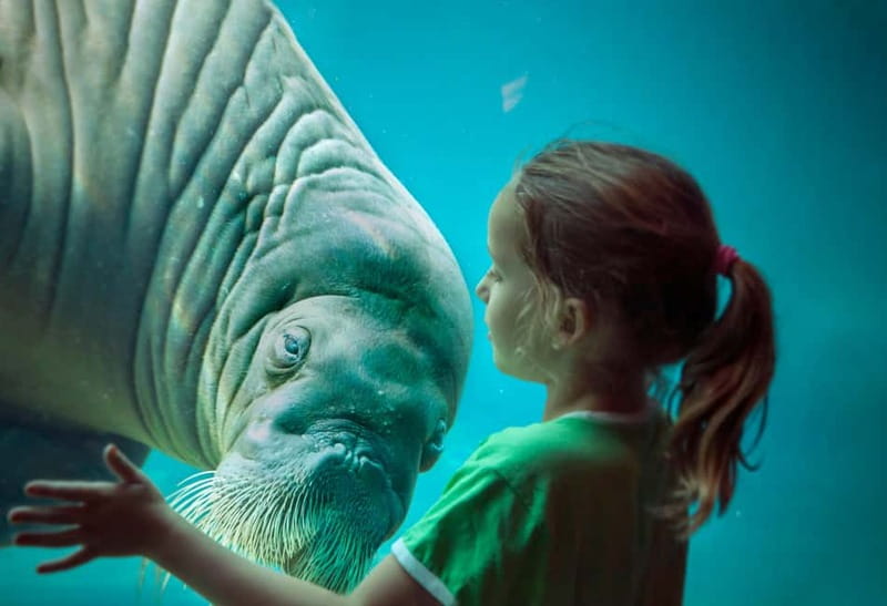 Harderwijk: Dolfinarium Entry Ticket - Four Play Areas for a Needed Break