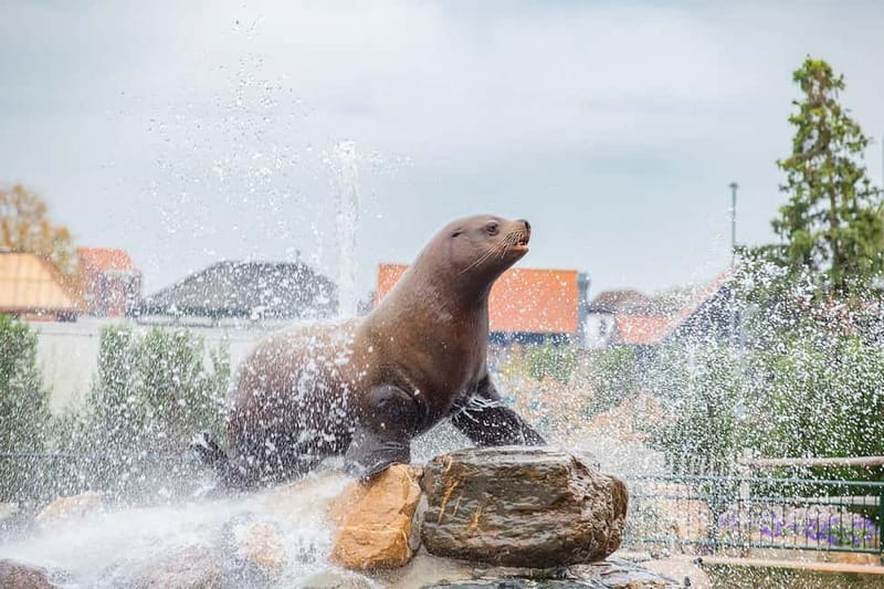 Harderwijk: Dolfinarium Entry Ticket - Waterpret and Its Seven Slides