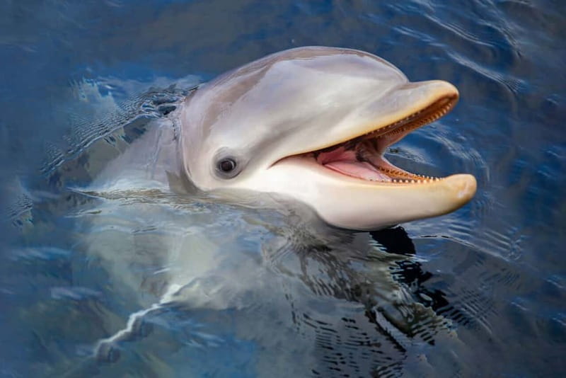 Harderwijk: Dolfinarium Entry Ticket - A Practical Day at the Park