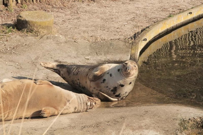 Harderwijk: Dolfinarium Entry Ticket - The Real Cost at $28 Per Person