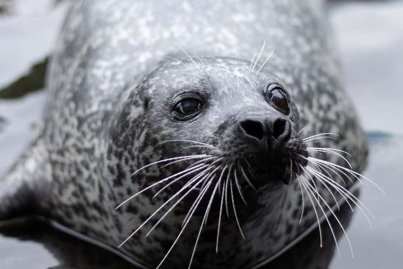 Harderwijk: Dolfinarium Entry Ticket - Should You Book This One-Day Ticket?