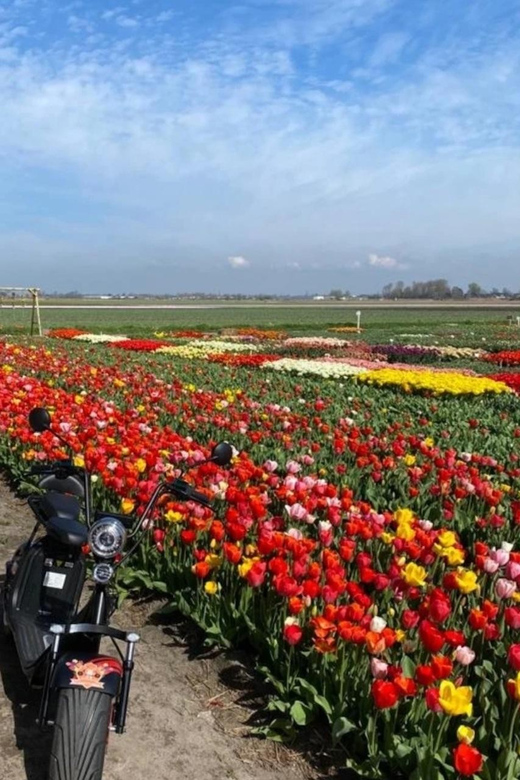 Hillegom: E-Scooter or E-Bike Rental in the Bulb Region - Following the flower fields without a guide