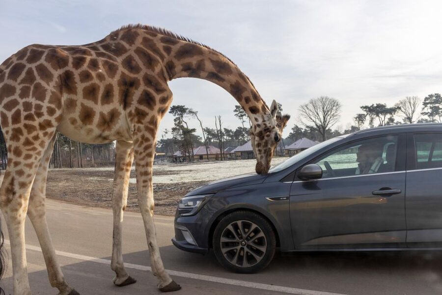 Hilvarenbeek: Safaripark Beekse Bergen Entry Ticket - Booking, cancellation, and practical details