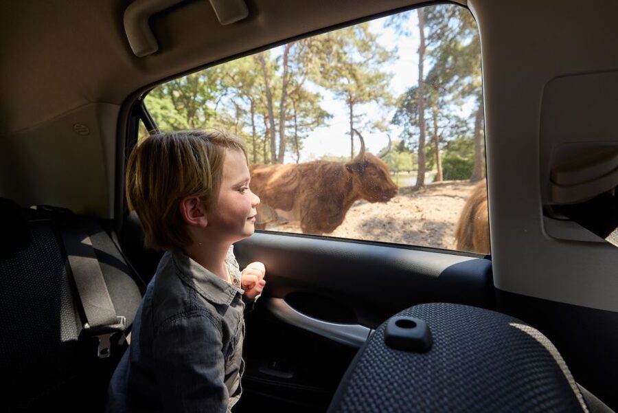 Hilvarenbeek: Safaripark Beekse Bergen Entry Ticket - Three safari routes, one large park