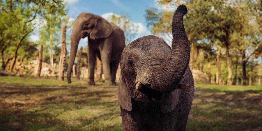 Hilvarenbeek: Safaripark Beekse Bergen Entry Ticket - Car safari: freedom with a little risk