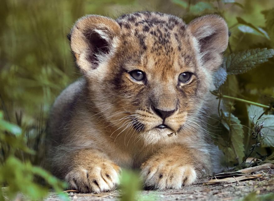 Hilvarenbeek: Safaripark Beekse Bergen Entry Ticket - How to plan a full day at Beekse Bergen