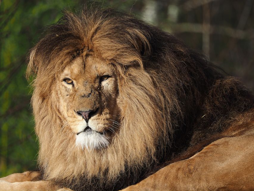 Hilvarenbeek: Safaripark Beekse Bergen Entry Ticket - Who will enjoy this experience most