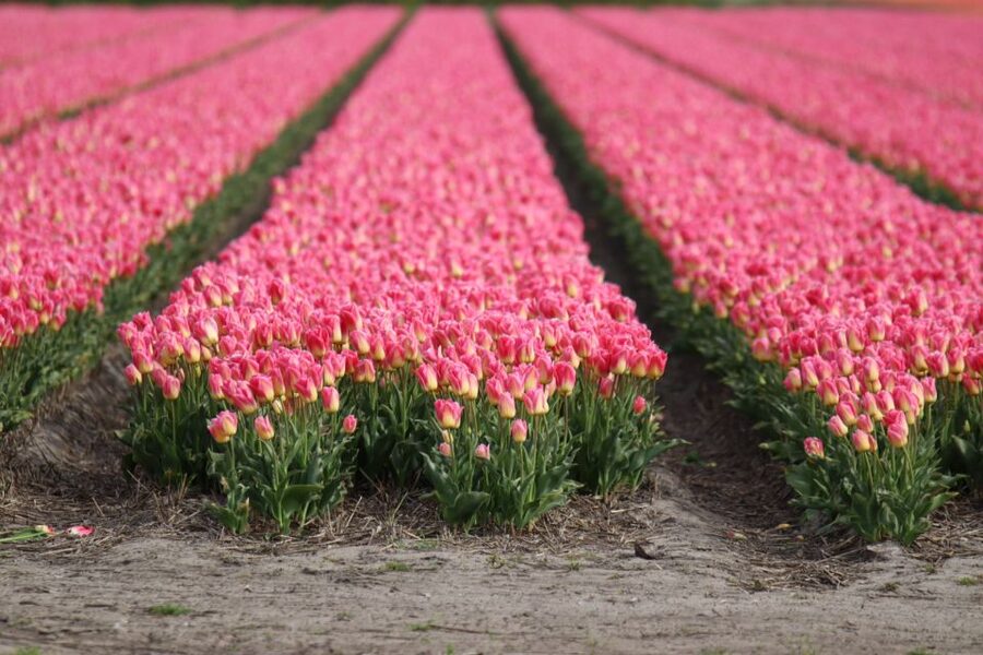 Keukenhof: Flower Fields Small-Group Cultural Bike Tour - Why this bike ride adds something Keukenhof cannot