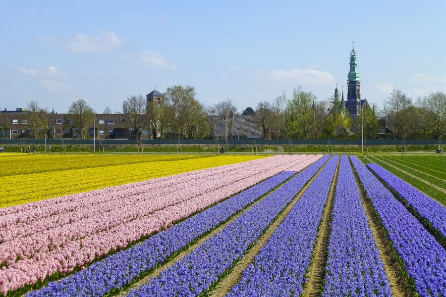 Keukenhof: Flower Fields Small-Group Cultural Bike Tour - Flower fields, canals, and photo stops